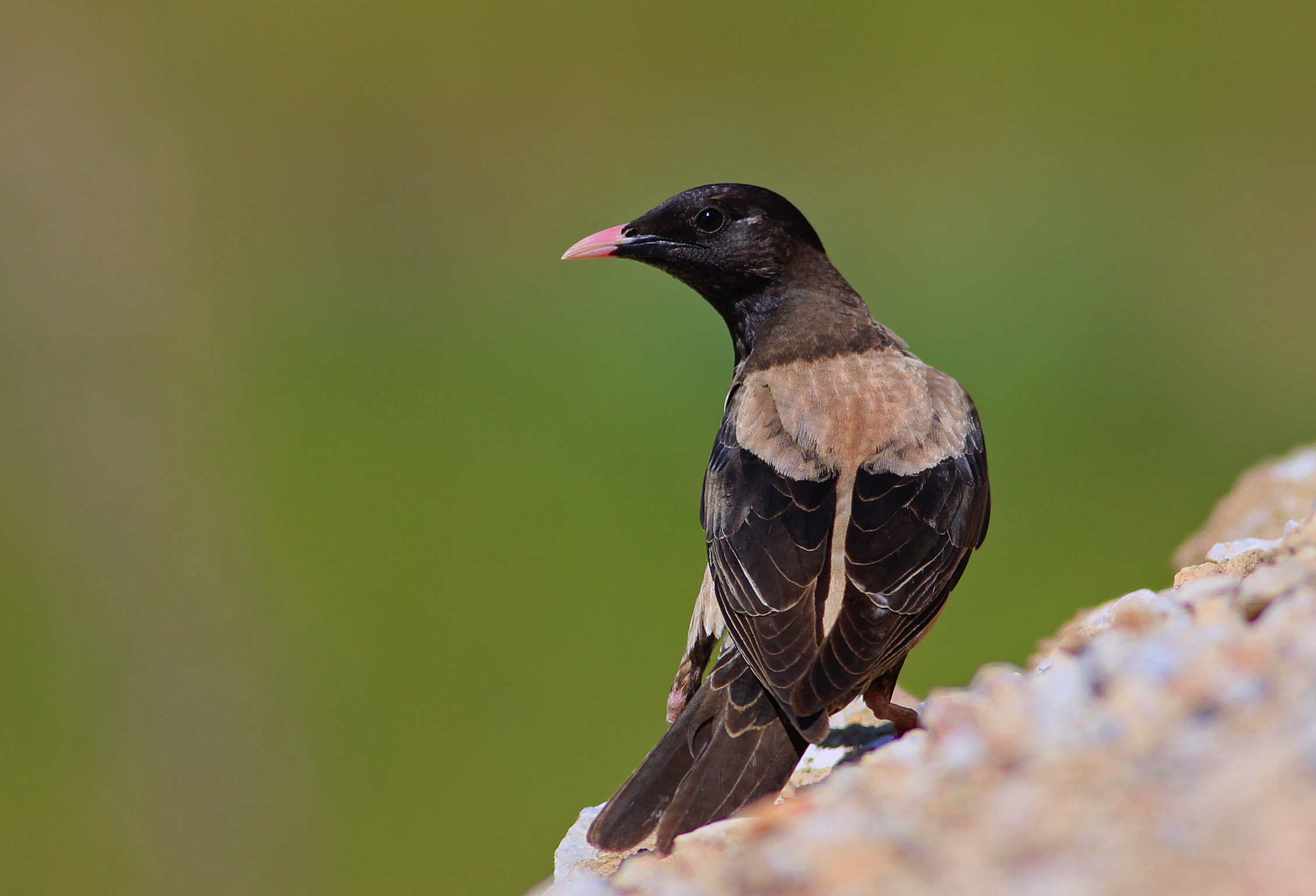 Rosy Starling
